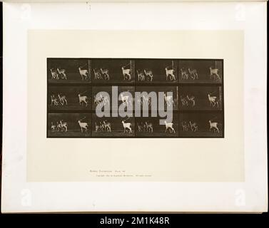 Locomotion animale. Plaque 687 , cerf, course, locomotion animale, une étude électro-photographique des phases consécutives de mouvements d'animaux Banque D'Images