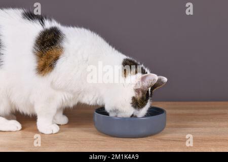 Chat de shorthair européen mangeant de la nourriture dans un bol gris Banque D'Images