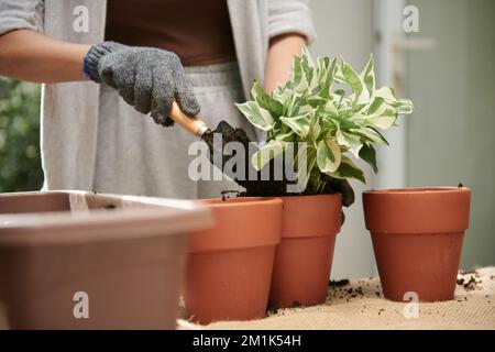 Image rognée d'une femme déclarant une plante et ajoutant du terreau Banque D'Images