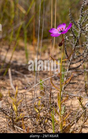 Vue latérale d'une flore Drosera cistiflorale (plante carnivore) prise dans l'habitat naturel du Cap occidental de l'Afrique du Sud Banque D'Images