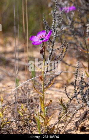 Vue latérale d'une flore Drosera cistiflorale (plante carnivore) prise dans l'habitat naturel du Cap occidental de l'Afrique du Sud Banque D'Images