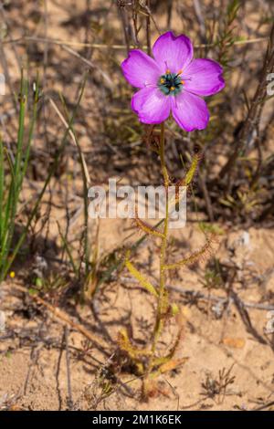 Vue latérale d'une flore Drosera cistiflorale (plante carnivore) prise dans l'habitat naturel du Cap occidental de l'Afrique du Sud Banque D'Images