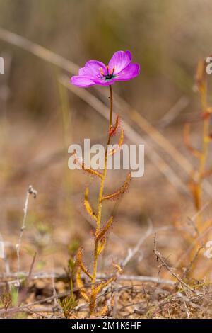 Vue latérale d'une flore Drosera cistiflorale (plante carnivore) prise dans l'habitat naturel du Cap occidental de l'Afrique du Sud Banque D'Images