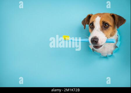 Le museau d'un Jack Russell Terrier dépasse par un trou dans un fond bleu papier et contient une brosse à dents orange. Banque D'Images