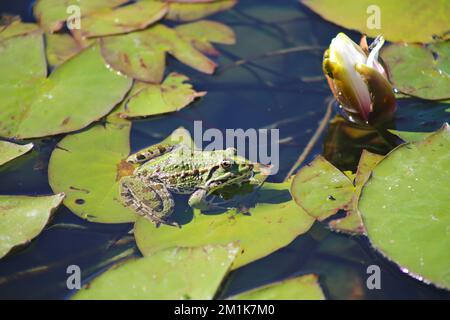 Une grenouille dans un étang Banque D'Images