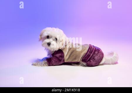 Image studio d'un joli chien maltais blanc posé, isolé sur fond bleu-violet dégradé à la lumière du néon Banque D'Images