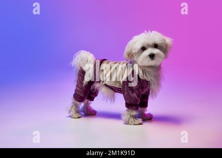 Image studio d'un joli chien maltais blanc posé dans un costume isolé sur fond bleu dégradé violet à la lumière du néon Banque D'Images