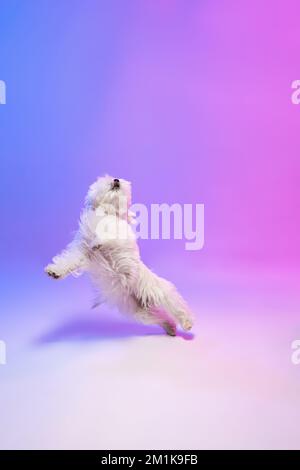 Image studio d'un chien maltais blanc espiègle posé isolé sur fond bleu-violet dégradé à la lumière du néon Banque D'Images