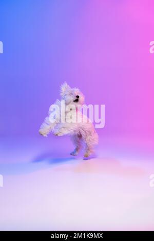 Image studio d'un chien maltais blanc en mouvement posé isolé sur un fond bleu-violet dégradé à la lumière du néon Banque D'Images