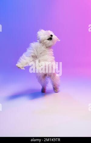 Image studio d'un joli chien maltais blanc, moelleux et isolé sur fond bleu-violet dégradé à la lumière du néon Banque D'Images