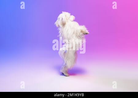 Mignon, doux chien maltais blanc posant, dansant sur les pattes arrière isolé sur fond bleu dégradé violet dans la lumière de néon Banque D'Images