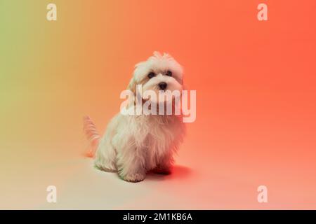 Photo de studio de joli chien maltais blanc assis sur fond orange dégradé dans la lumière du néon Banque D'Images