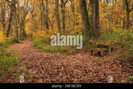 Fin de l'automne dans Ham Steet forêt nature réserve Kent sud-est Angleterre Royaume-Uni Banque D'Images