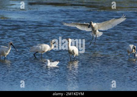 Royal Spoonbills (Platalea regia) Bundaberg Australie Banque D'Images