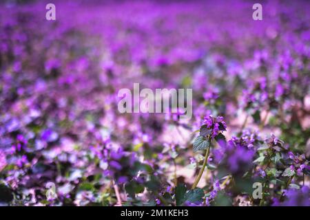 Printemps Violet mort ortie fleur fleurs plantes de fond Banque D'Images