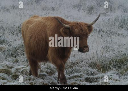 Highland Cow in the Freezing Fog & Frost, près de Rippon Tor, Dartmoor Banque D'Images