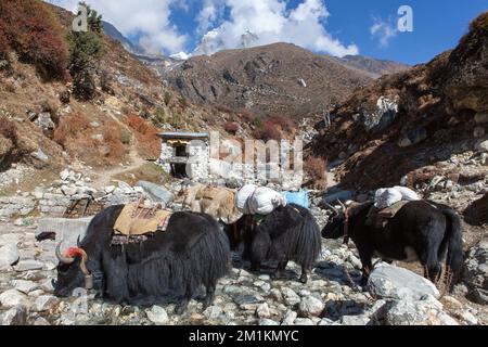 EVEREST CAMP DE BASE TREK/NÉPAL - 22 OCTOBRE 2015 : groupe de yaks népalais noirs transportant leur lourde charge dans le paysage montagneux de l'Himalaya. Banque D'Images