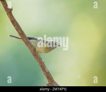 Photo sélective d'un oiseau paruline à couronne orange perché sur une branche en bois Banque D'Images