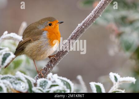 Robin perche sur une branche givrée un matin d'hiver, Norfolk, Royaume-Uni Banque D'Images