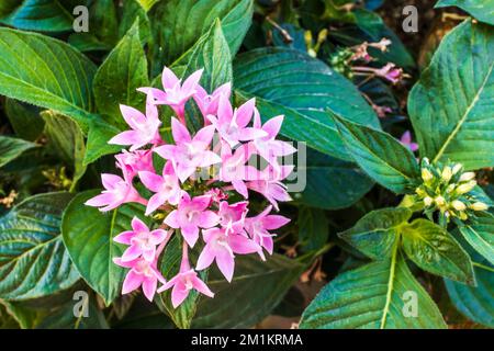 Petites fleurs roses de Pentas lanceolata, communément connues sous le nom de starcluster égyptien. Banque D'Images