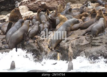 Les lions de mer d'Amérique du Sud (Otaria flavescens) utilisent des vagues de rupture pour les aider à s'installer sur une corniche rocheuse où domine un grand mâle mature. La Isla de Pucus Banque D'Images