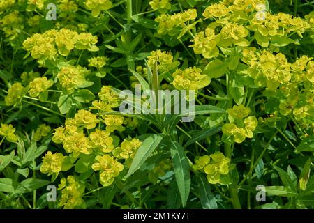 Fleurs jaunes vertes de la plante à feuilles caduques Euphorbia palustris. Banque D'Images