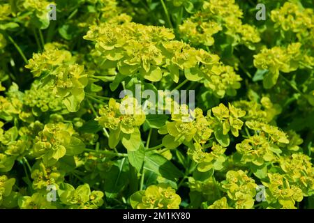 Fleurs jaunes vertes de la plante à feuilles caduques Euphorbia palustris. Banque D'Images