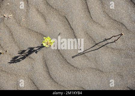 Plante verte sur la plage, plage de Survada, Valsad, Gujarat, Inde, Asie Banque D'Images