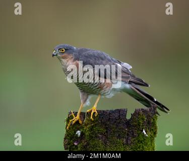 Sparrowhawk se nourrissant sur un pigeon Banque D'Images