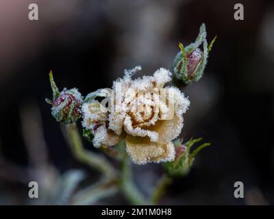 Rosebud jaune recouvert de gel intense, avec bourgeons serrés derrière. Banque D'Images