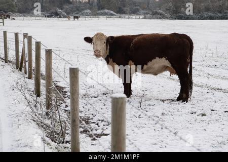 Eton Wick, Windsor, Berkshire, Royaume-Uni. 13th décembre 2022. Troupeau de bovins Hereford avec quelques veaux dans un champ de neige à Eton Wick. Les Herefords sont des bovins endurcis qui peuvent se brouter à l'extérieur toute l'année. Crédit : Maureen McLean/Alay Live News Banque D'Images