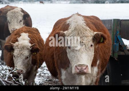 Eton Wick, Windsor, Berkshire, Royaume-Uni. 13th décembre 2022. Troupeau de bovins Hereford avec quelques veaux dans un champ de neige à Eton Wick. Les Herefords sont des bovins endurcis qui peuvent se brouter à l'extérieur toute l'année. Crédit : Maureen McLean/Alay Live News Banque D'Images