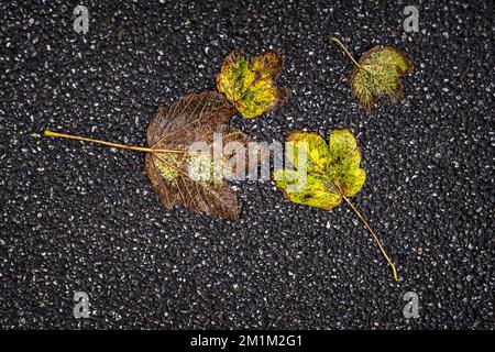 Couleur vive et riche dorée de Sycamore Acer pseudoplatanus feuilles couchée sur un sentier tarmac à l'automne en Angleterre au Royaume-Uni. Banque D'Images