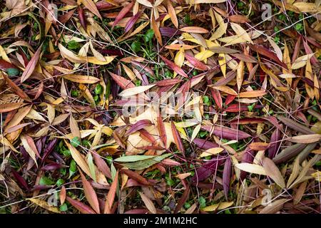 Couleur vive et dorée de feuilles mortes de saule couchée sur le sol en automne en Angleterre au Royaume-Uni. Banque D'Images