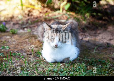 Trois chats de couleur glissent dans le jardin Banque D'Images