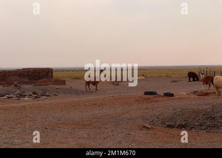 Llama dans l'après-midi d'une journée fumée à Pozo Colorado, Salta, Argentine Banque D'Images