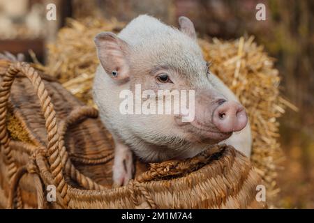 un petit cochon blanc est assis dans un panier en osier. Photo d'automne Banque D'Images