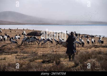 (221213) -- ZHAOTONG, 13 décembre 2022 (Xinhua) -- Chen Guanghui nourrit des grues à col noir dans la réserve naturelle nationale de Yunnan Dashanbao pour les grues à col noir à Zhaotong, dans la province du Yunnan, dans le sud-ouest de la Chine, le 11 décembre 2022. La réserve naturelle nationale des grues à col noir du Yunnan Dashanbao, située dans le district de Zhaoyang dans la ville de Zhaotong, est l'habitat d'hivernage et la station de transfert les plus importants pour les grues à col noir migratrices sur le plateau du Yunnan-Guizhou. Chen Guanghui, 38 ans, se consacre aux travaux de protection des grues à col noir dans la réserve depuis 2003. Elle a fait un sifflet spécial Banque D'Images