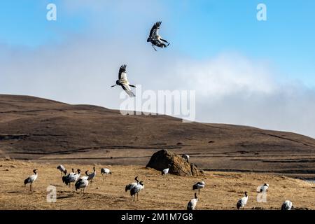 (221213) -- ZHAOTONG, 13 décembre 2022 (Xinhua) -- des grues à cou noir sont photographiées à la Réserve naturelle nationale des grues à cou noir du Yunnan Dashanbao, à Zhaotong, dans la province du Yunnan, dans le sud-ouest de la Chine, le 11 décembre 2022. La réserve naturelle nationale des grues à col noir du Yunnan Dashanbao, située dans le district de Zhaoyang dans la ville de Zhaotong, est l'habitat d'hivernage et la station de transfert les plus importants pour les grues à col noir migratrices sur le plateau du Yunnan-Guizhou. Chen Guanghui, 38 ans, se consacre aux travaux de protection des grues à col noir dans la réserve depuis 2003. Elle a fait un sifflet spécial Banque D'Images