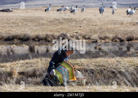 (221213) -- ZHAOTONG, 13 décembre 2022 (Xinhua) -- Chen Guanghui se prépare à nourrir des grues à col noir à la Réserve naturelle nationale de grues à col noir du Yunnan Dashanbao, à Zhaotong, dans la province du Yunnan, dans le sud-ouest de la Chine, le 11 décembre 2022. La réserve naturelle nationale des grues à col noir du Yunnan Dashanbao, située dans le district de Zhaoyang dans la ville de Zhaotong, est l'habitat d'hivernage et la station de transfert les plus importants pour les grues à col noir migratrices sur le plateau du Yunnan-Guizhou. Chen Guanghui, 38 ans, se consacre aux travaux de protection des grues à col noir dans la réserve depuis 2003. Elle a fait un speci Banque D'Images