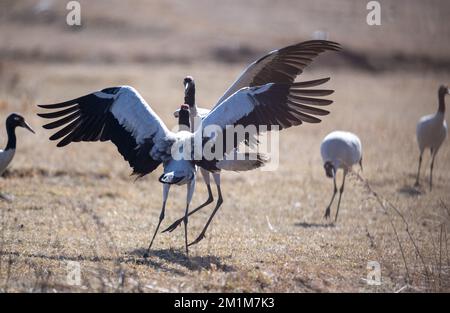 (221213) -- ZHAOTONG, 13 décembre 2022 (Xinhua) -- des grues à cou noir sont photographiées à la Réserve naturelle nationale des grues à cou noir du Yunnan Dashanbao, à Zhaotong, dans la province du Yunnan, dans le sud-ouest de la Chine, le 11 décembre 2022. La réserve naturelle nationale des grues à col noir du Yunnan Dashanbao, située dans le district de Zhaoyang dans la ville de Zhaotong, est l'habitat d'hivernage et la station de transfert les plus importants pour les grues à col noir migratrices sur le plateau du Yunnan-Guizhou. Chen Guanghui, 38 ans, se consacre aux travaux de protection des grues à col noir dans la réserve depuis 2003. Elle a fait un sifflet spécial Banque D'Images