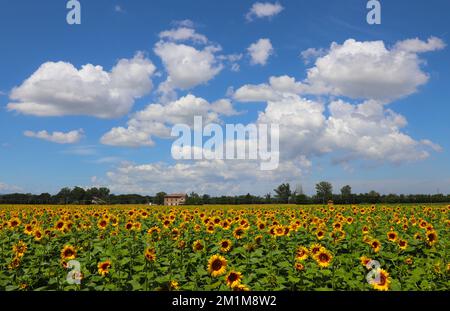 paysage de tournesol Banque D'Images