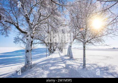 petit sentier en hiver à travers les arbres Banque D'Images
