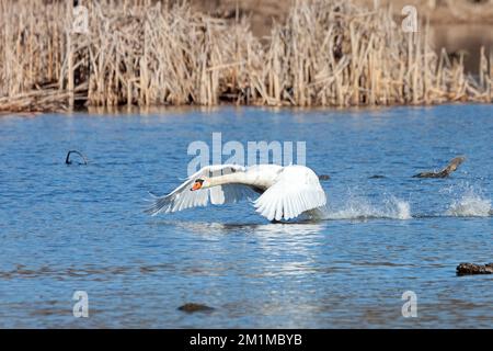 Un cygne muet traverse l'eau pour tenter de décoller en vol. Banque D'Images