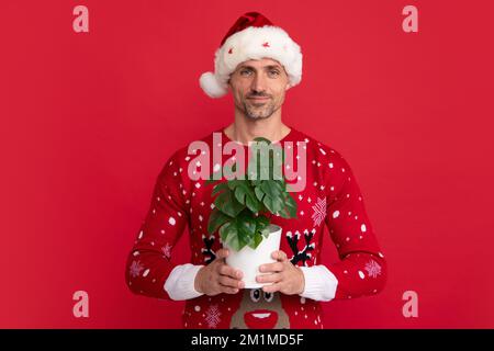 Pot de conservation de Santa avec plante. père noël d'âge moyen. Chandail d'hiver homme à Noël sur fond rouge. Banque D'Images