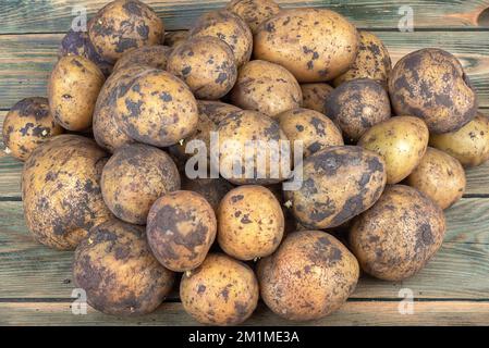 Vue de dessus d'un bouquet de pommes de terre mûres non lavées sur un fond en bois. Style rustique. Banque D'Images