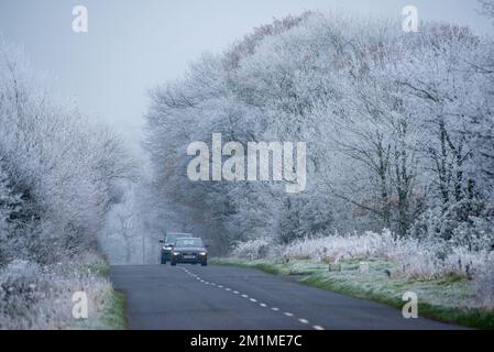 Harrogate, North Yorkshire, Royaume-Uni. 13th décembre 2022. Arbres dépolis près de Harrogate, dans le North Yorkshire. Crédit : John Eveson/Alamy Live News Banque D'Images