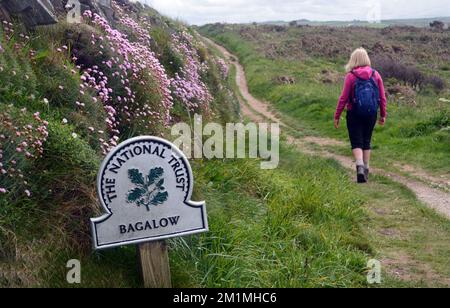 Femme marchant par le Metal National Trust signe pour Bagalow avec des fleurs de la Mer Rose sauvage Thrift (Armeria Maritima) sur le mur près du chemin de la côte à Cornwall, au Royaume-Uni. Banque D'Images