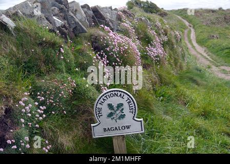 Metal National Trust signe pour Bagalow avec des fleurs de Thrift de la Mer Rose sauvage (Armeria Maritima) sur le mur près du South West Coastal Path, Cornwall, Angleterre. Banque D'Images