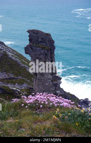 Pink Sea Thrift by the Slate Rock Pinnacle 'spunk' de la carrière Old Lanterdan près de Tintagel sur le South West Coastal Path, Cornwall, Angleterre, Royaume-Uni. Banque D'Images